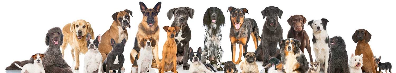 Schnauzencamp